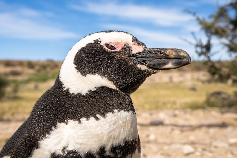 Pingüino de Magallanes, especie que sufrió la masacre de Punta Tombo