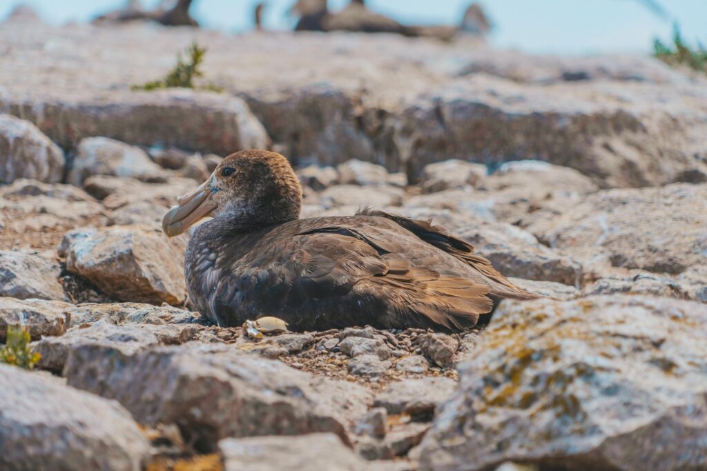 Petrel Gigante del Sur