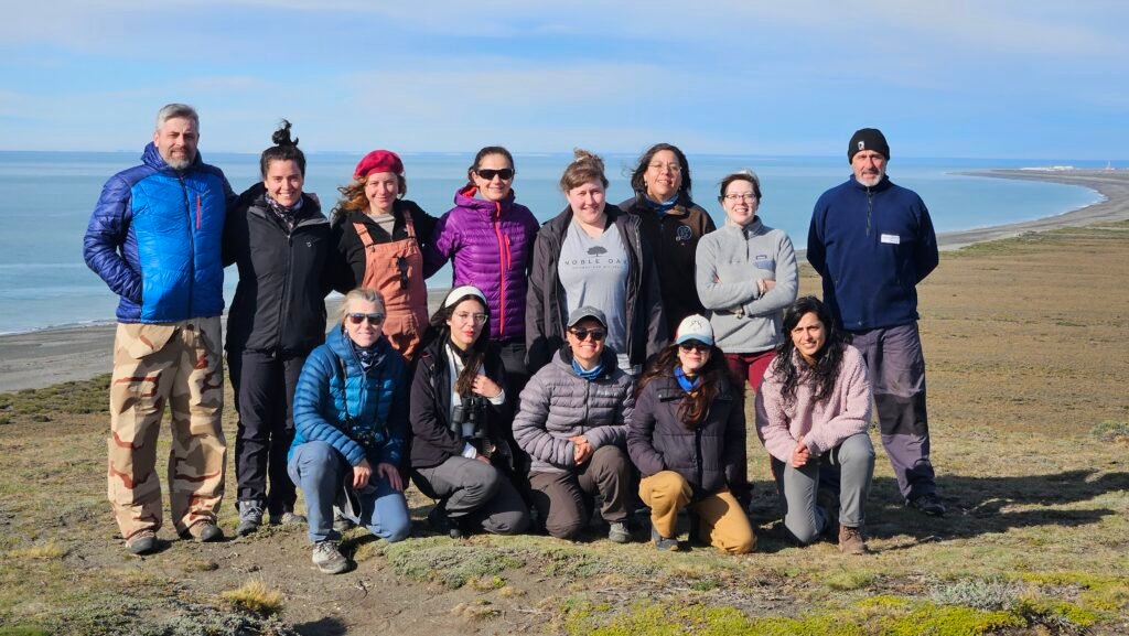 Pingüinos de Magallanes