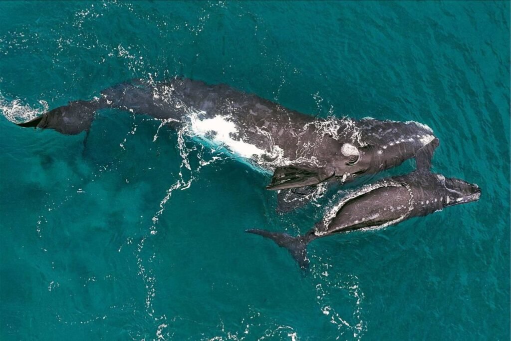 ballena franca austral
