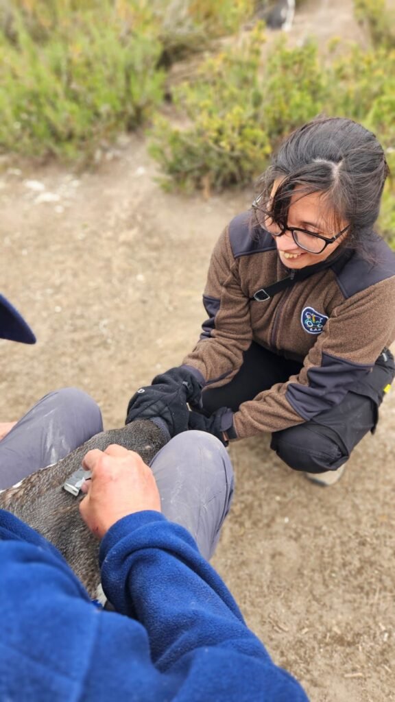 seguimiento de pingüinos