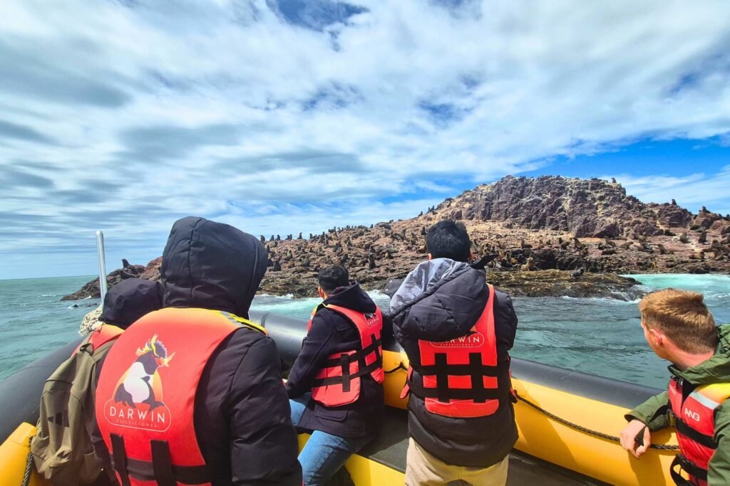 Isla Pingüino penacho amarillo