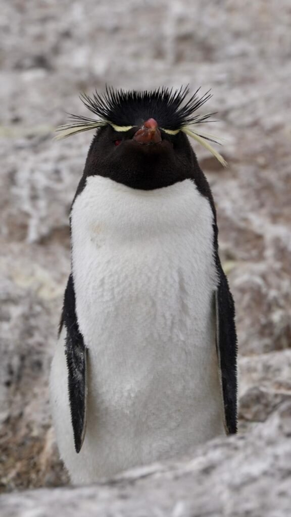 Isla Pingüino penacho amarillo