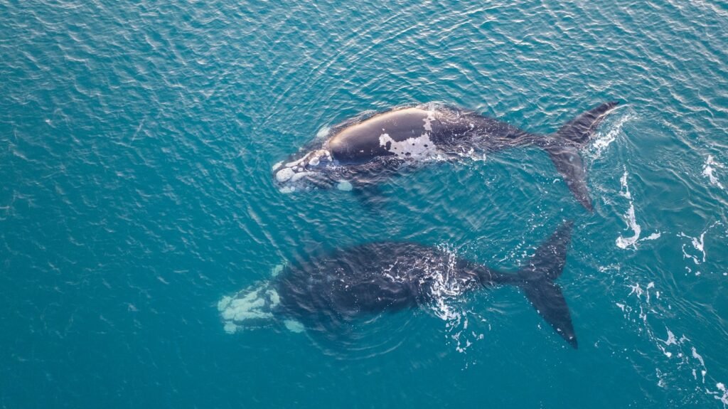 Excursión náutica de avistaje de fauna marina en la costa de Chubut