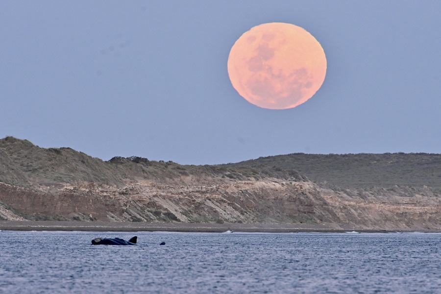 Salida de la luna llena con Ballenas en Puerto Madryn