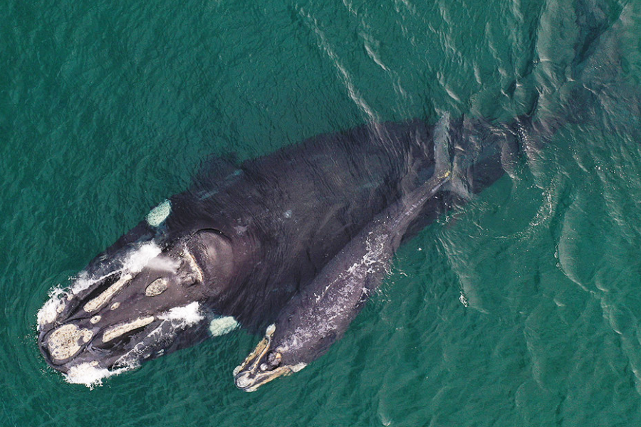 Amatista - Ballena franca