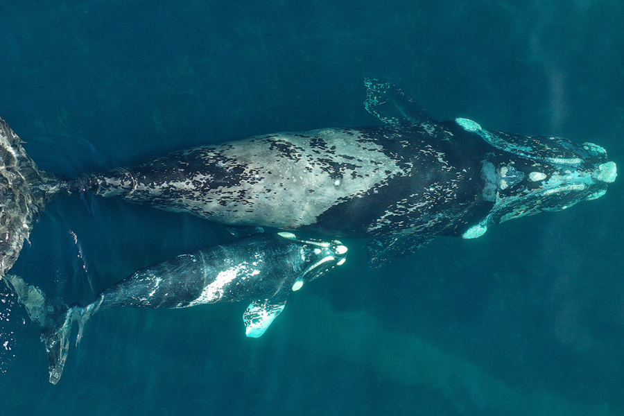Turmalina ballena franca