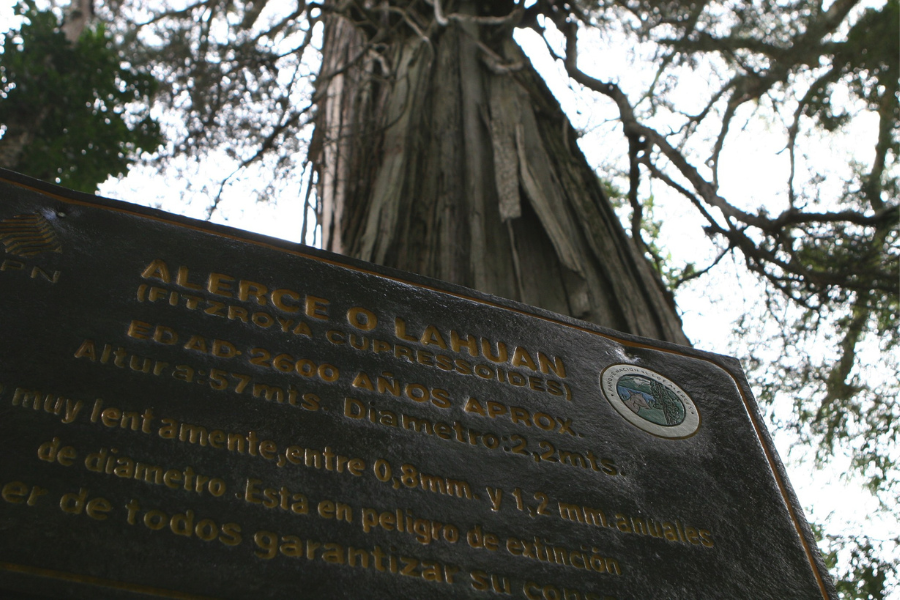 parque nacional los alerces