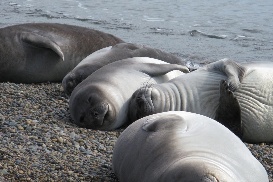 elefantes marinos chubut