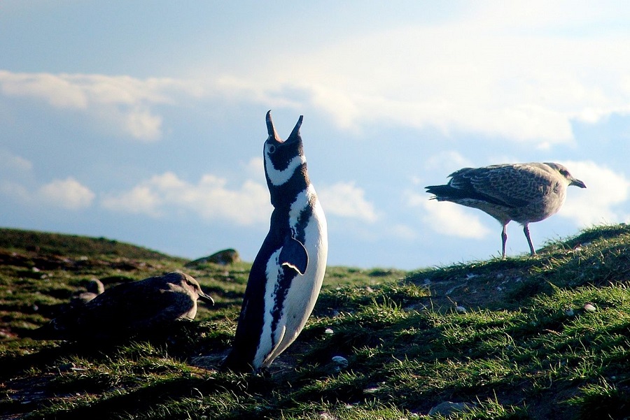 pingüinos de Magallanes