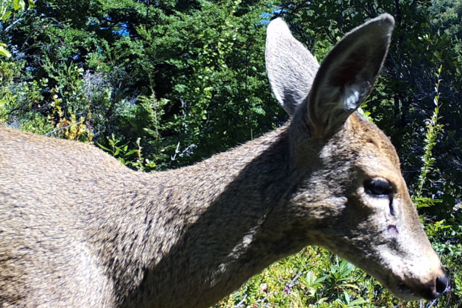 huemul PN Los Alerces