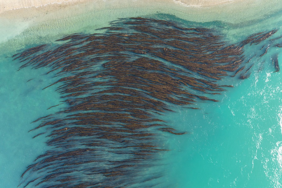 macroalgas fundacion el mar