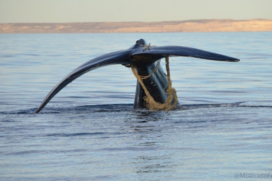 ballena enmallada