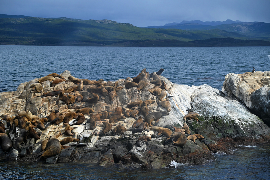 colonia lobos marinos de un pelo