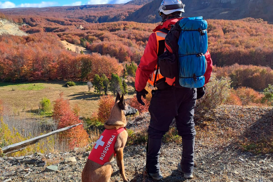 perro rescate chile