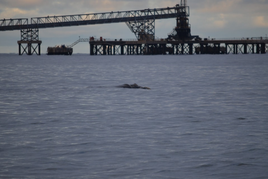 puerto punta colorada rio negro