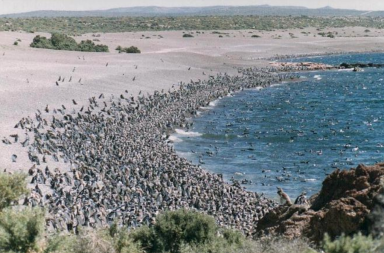 colonia pinguinos punta tombo