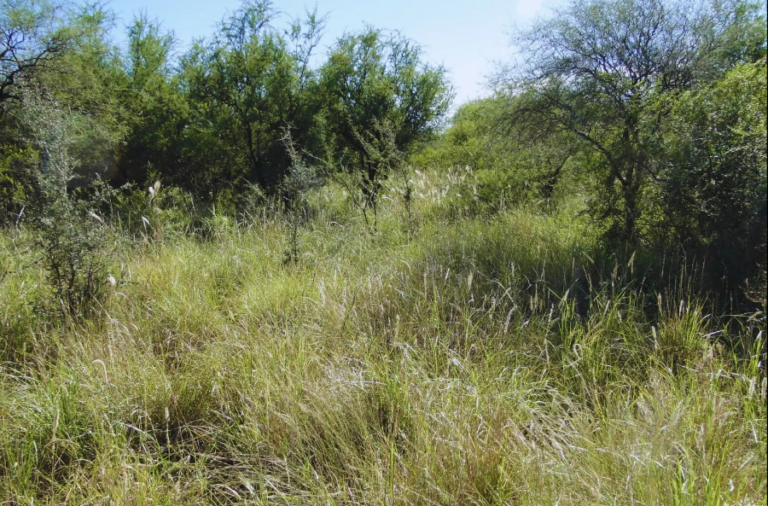 noticiaspuertosantacruz.com.ar - Imagen extraida de: https://elrompehielos.com.ar/indice-verde-una-herramienta-para-el-monitoreo-de-la-vegetacion-y-la-toma-de-decisiones