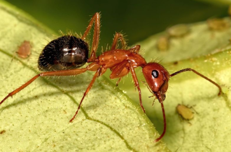 noticiaspuertosantacruz.com.ar - Imagen extraida de: https://elrompehielos.com.ar/hormigas-cirujanas-descubren-el-primer-caso-del-reino-animal-que-realiza-amputaciones-para-sobrevivir