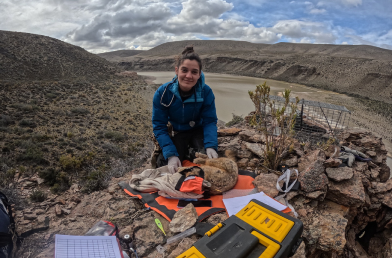 noticiaspuertosantacruz.com.ar - Imagen extraida de: https://elrompehielos.com.ar/sofia-ocampo-la-veterinaria-que-protege-la-fauna-de-parque-patagonia