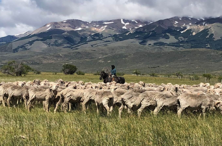 noticiaspuertosantacruz.com.ar - Imagen extraida de: https://elrompehielos.com.ar/el-grupo-benetton-pasa-a-controlar-el-70-de-la-produccion-de-carne-ovina-de-la-patagonia