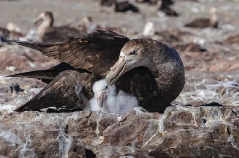 noticiaspuertosantacruz.com.ar - Imagen extraida de: https://elrompehielos.com.ar/pusieron-un-anillo-a-un-petrel-y-luego-de-20-anos-lo-volvieron-a-encontrar