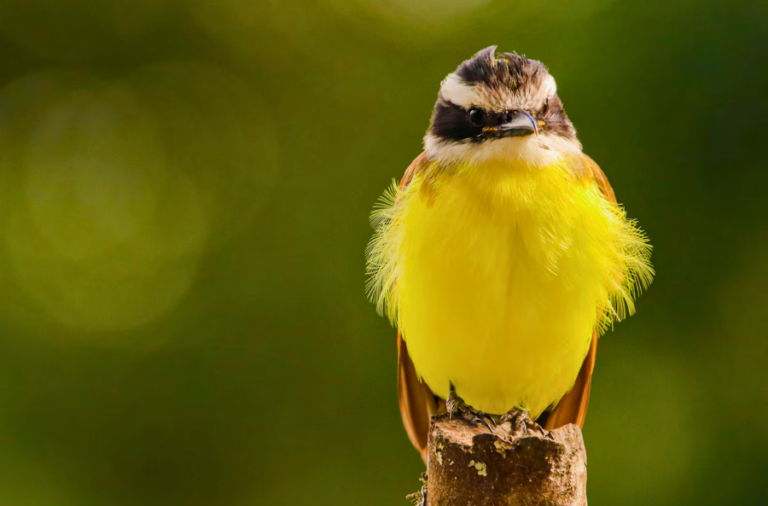 noticiaspuertosantacruz.com.ar - Imagen extraida de: https://elrompehielos.com.ar/colombia-se-consolido-como-el-mejor-pais-del-mundo-para-el-avistamiento-de-aves