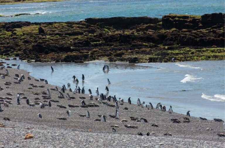 noticiaspuertosantacruz.com.ar - Imagen extraida de: https://elrompehielos.com.ar/cabo-dos-bahias-un-encuentro-con-la-vida-salvaje-en-la-costa-patagonica