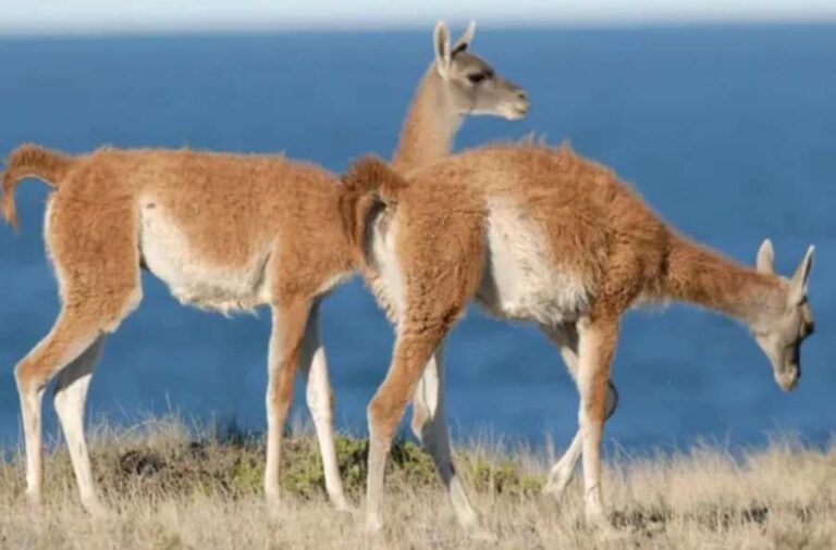 noticiaspuertosantacruz.com.ar - Imagen extraida de: https://elrompehielos.com.ar/discusion-sin-fin-pensar-que-el-guanaco-se-va-a-comer-la-patagonia-es-ridiculo