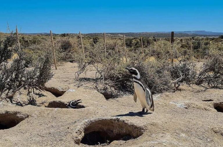 noticiaspuertosantacruz.com.ar - Imagen extraida de: https://elrompehielos.com.ar/este-lunes-comienza-el-juicio-por-la-masacre-de-pinguinos-en-punta-tombo