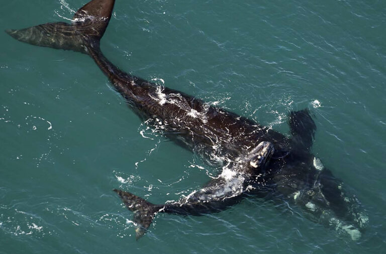 noticiaspuertosantacruz.com.ar - Imagen extraida de: https://elrompehielos.com.ar/preocupacion-en-chubut-tras-la-aparicion-de-21-ballenas-muertas-en-peninsula-valdes