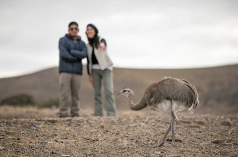 noticiaspuertosantacruz.com.ar - Imagen extraida de: https://elrompehielos.com.ar/parque-patagonia-abre-sus-puertas-para-una-nueva-temporada-campings-senderos-y-experiencias-unicas