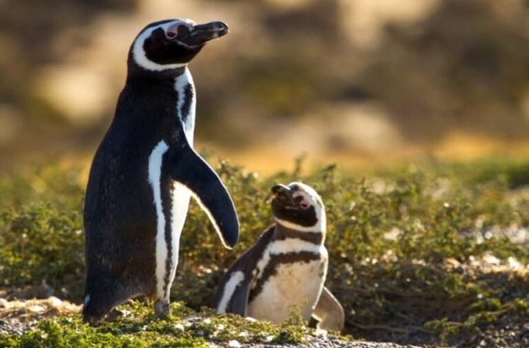 noticiaspuertosantacruz.com.ar - Imagen extraida de: https://elrompehielos.com.ar/chubut-anunciaron-la-ampliacion-del-area-natural-protegida-punta-tombo-y-la-creacion-de-una-fiscalia-ambiental