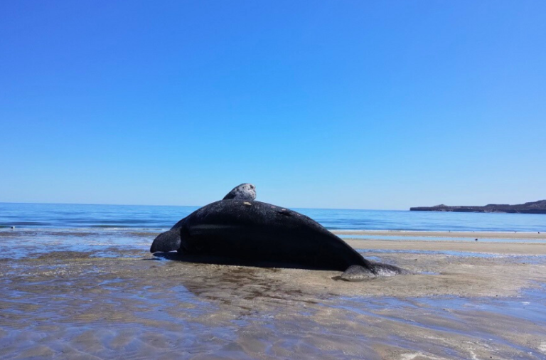 noticiaspuertosantacruz.com.ar - Imagen extraida de: https://elrompehielos.com.ar/cenpat-por-que-la-mortandad-de-ballenas-podria-vincularse-con-eventos-de-marea-roja