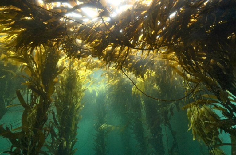 noticiaspuertosantacruz.com.ar - Imagen extraida de: https://elrompehielos.com.ar/cientificos-de-18-paises-piden-proteger-los-bosques-de-macroalgas-sudamericanos