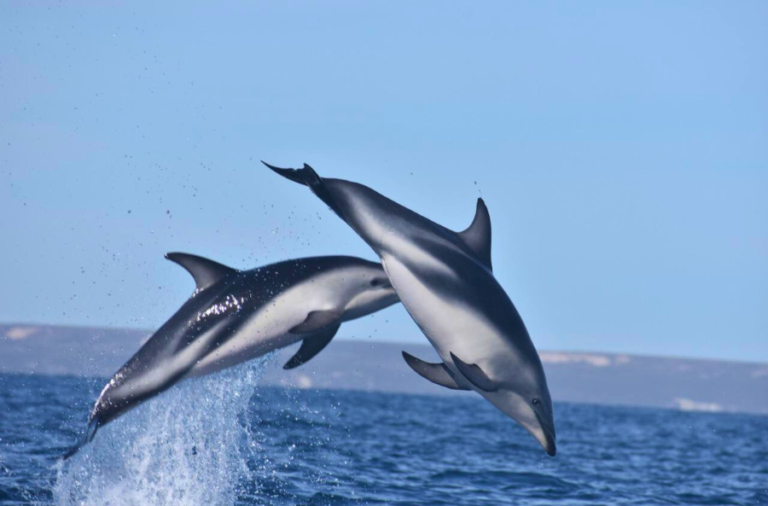 noticiaspuertosantacruz.com.ar - Imagen extraida de: https://elrompehielos.com.ar/lanzan-cetaceos-del-golfo-una-app-para-recopilar-encuentros-con-delfines-y-ballenas