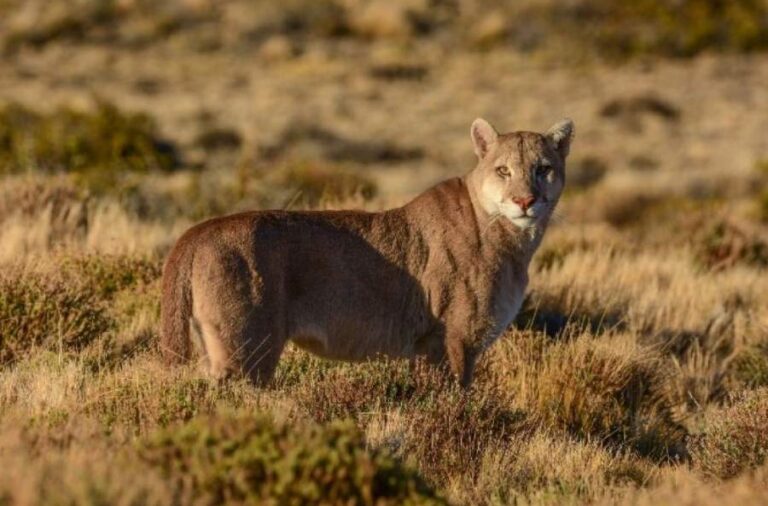 noticiaspuertosantacruz.com.ar - Imagen extraida de: https://elrompehielos.com.ar/desarrollaran-el-primer-taller-de-avistaje-de-pumas-como-alternativa-productiva-en-patagonia