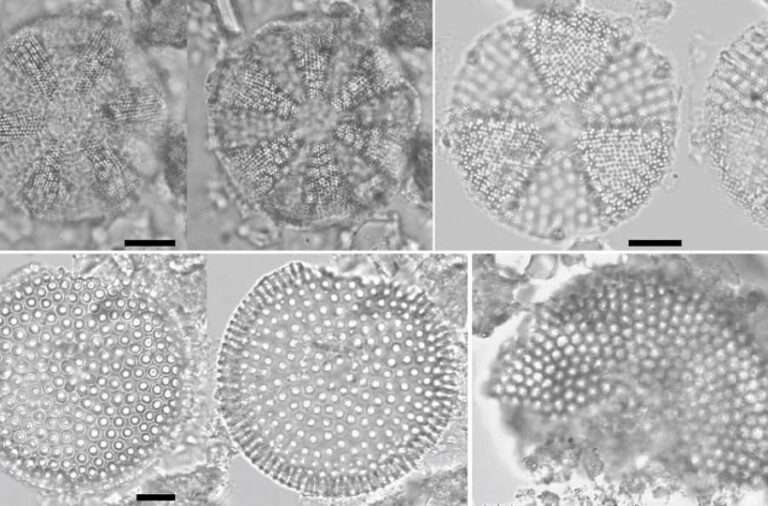 noticiaspuertosantacruz.com.ar - Imagen extraida de: https://elrompehielos.com.ar/el-estudio-de-algas-microscopicas-que-permite-conocer-como-era-peninsula-valdes-hace-millones-de-anos