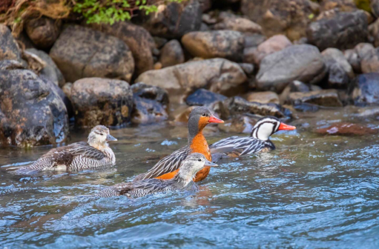 noticiaspuertosantacruz.com.ar - Imagen extraida de: https://elrompehielos.com.ar/el-pato-de-los-torrentes-una-especie-unica-en-santa-cruz-que-busca-ser-protegida