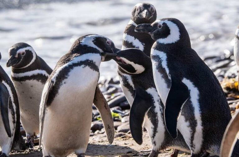 noticiaspuertosantacruz.com.ar - Imagen extraida de: https://elrompehielos.com.ar/los-pinguinos-de-magallanes-en-chubut-y-su-vinculo-profundo-con-el-ecosistema