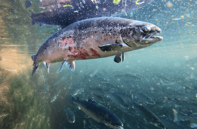 noticiaspuertosantacruz.com.ar - Imagen extraida de: https://elrompehielos.com.ar/salmoneras-se-escapan-27-000-salmones-y-crece-la-polemica