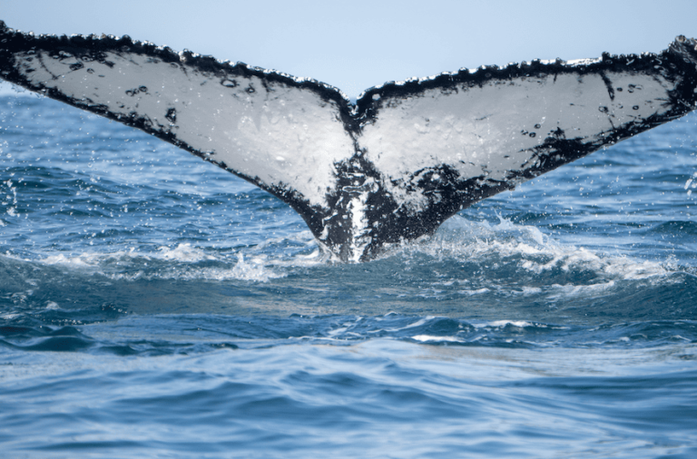 noticiaspuertosantacruz.com.ar - Imagen extraida de: https://elrompehielos.com.ar/ballenas-jorobadas-como-ayudar-a-identificarlas