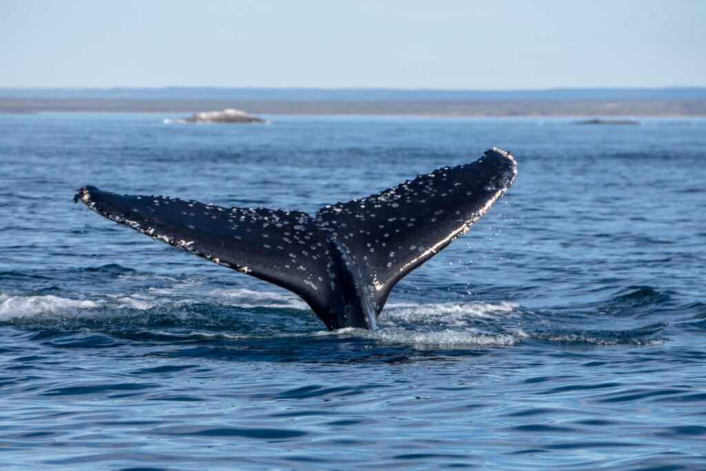 Cola de ballena jorobada