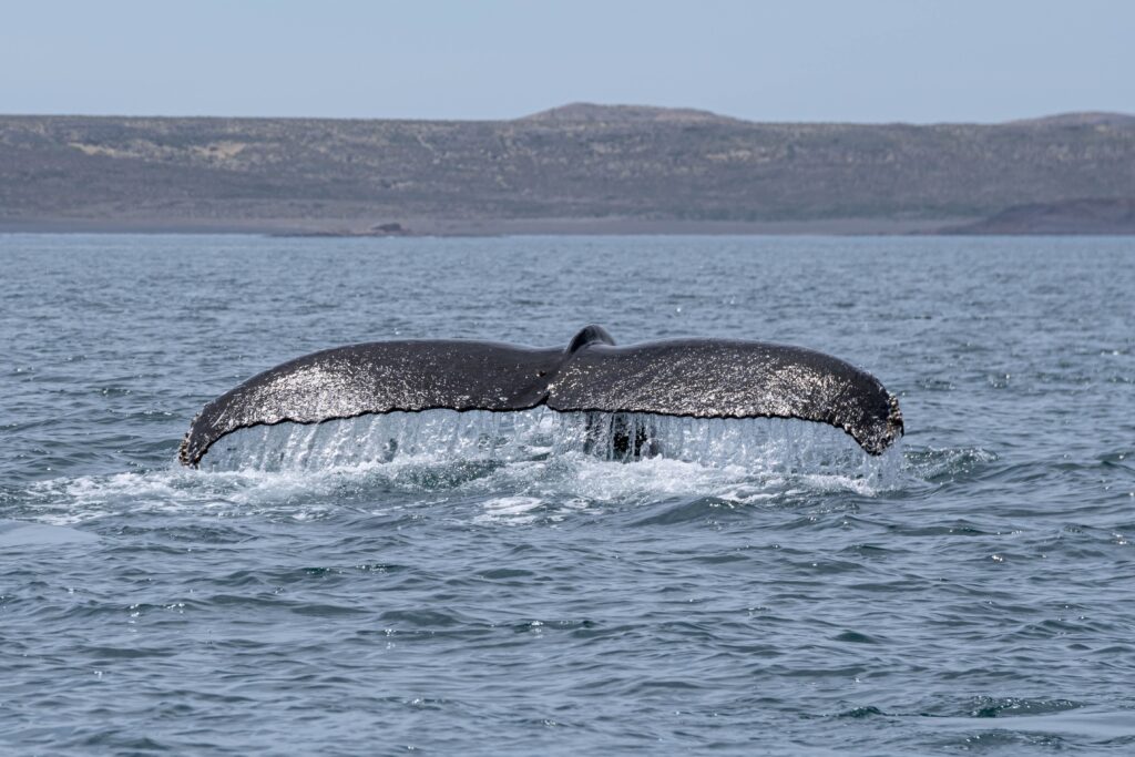 Cola de ballena jorobada