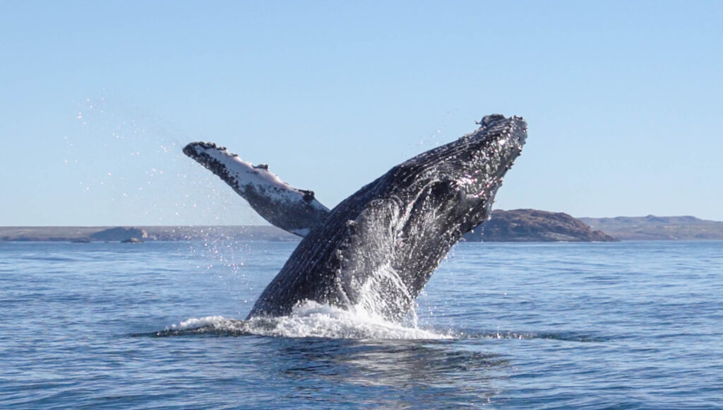 Ballena jorobada saltando