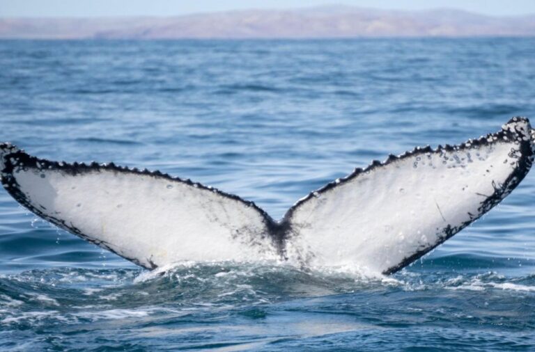 noticiaspuertosantacruz.com.ar - Imagen extraida de: https://elrompehielos.com.ar/donde-ver-las-ballenas-jorobadas-en-chubut