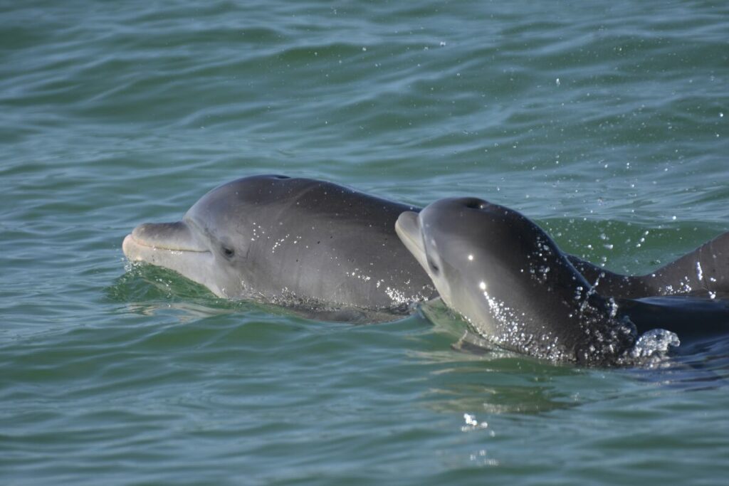 Delfines en el Golfo San Matías