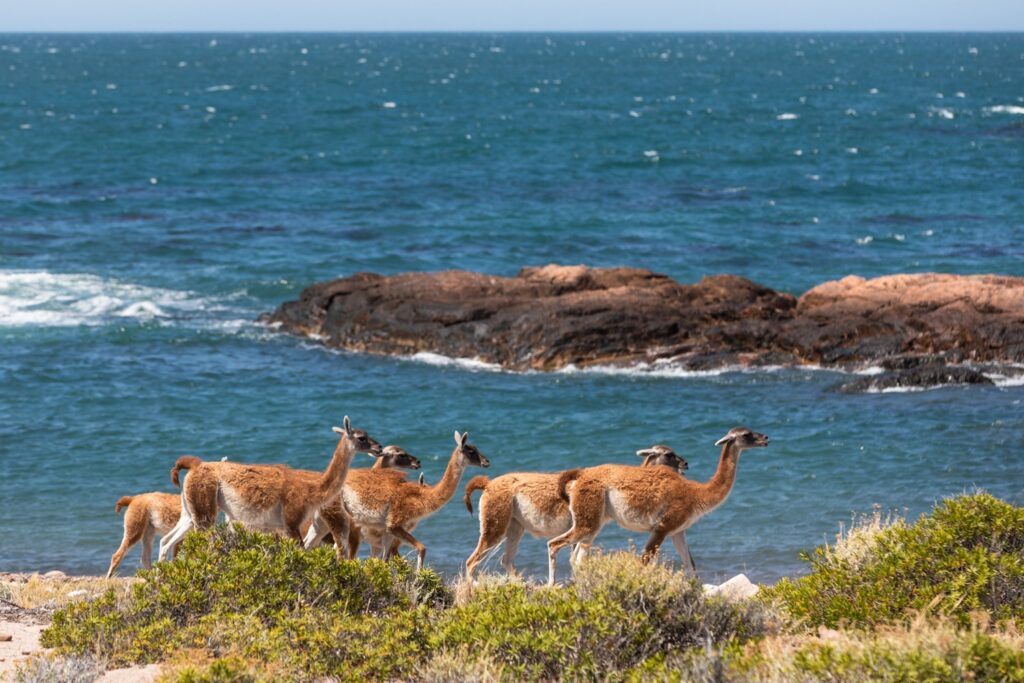 Grupo de guanacos - PH - Proyecto Patagonia Azul