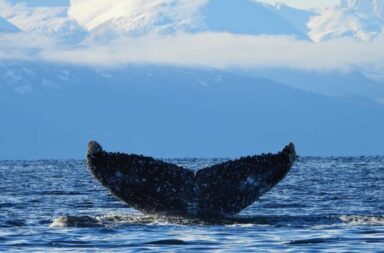 La aleta caudal de las ballenas jorobadas tiene un patrón de coloración y marcas propias de cada individuo que permite reconocerlo. Imágenes: gentileza responsables del proyecto.