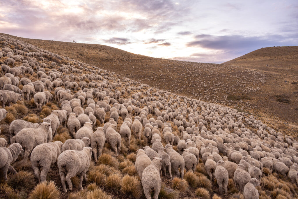 trashumancia en Patagonia